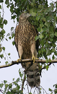 Accipiter gentilis