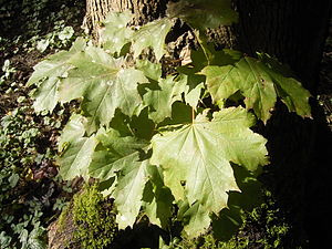 Acer platanoides