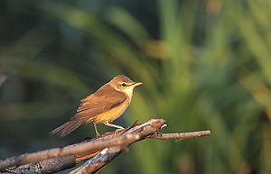 Acrocephalus arundinaceus