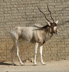 Addax nasomaculatus