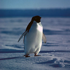 Adelie pengueni