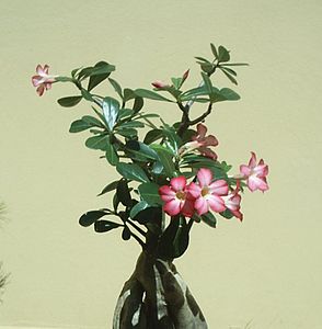 Adenium