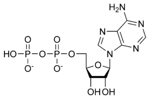 Adonezin difosfat