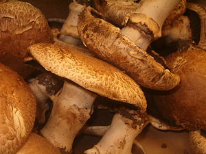 Agaricus bisporus