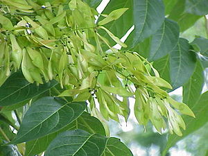 Ailanthus altissima