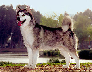 Alaska malamutesi