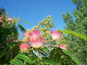 Albizia julibrissin