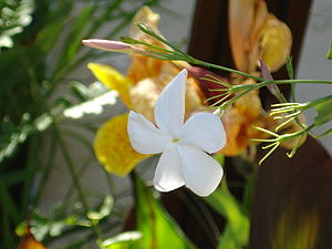 Jasminum