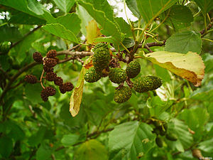 Alnus glutinosa