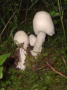 Amanita verna