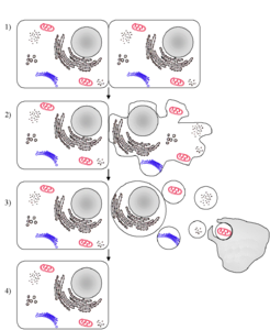 Apoptoz