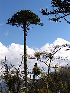 Araucaria araucana