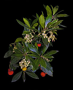 Arbutus unedo