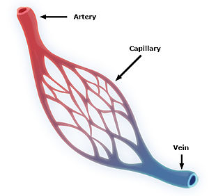 Arteriyol