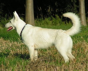 Berger Blanc Suisse