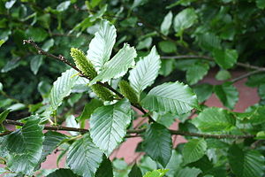 Betula medwediewii