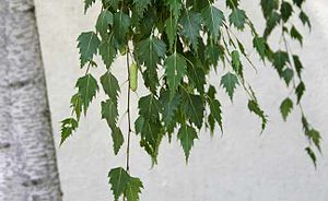 Betula pendula