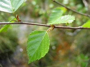 Betula pubescens