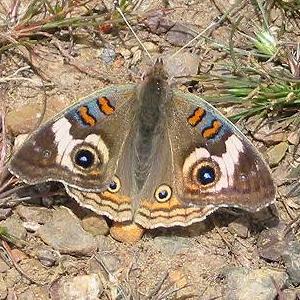 Bilateral (Bakışımlı) Simetri