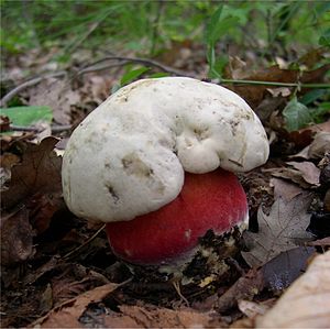 Boletus satanas