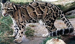 Bulutlu leopar