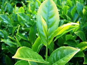 Camellia sinensis