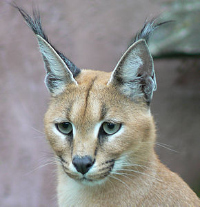 Caracal caracal