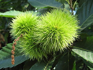 Castanea sativa