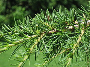 Cedrus libani