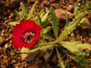 Centaurea tchihatcheffii