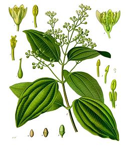 Cinnamomum