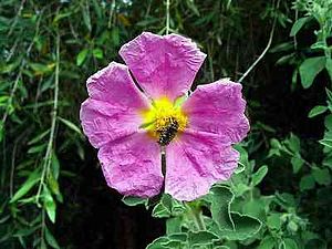 Cistus