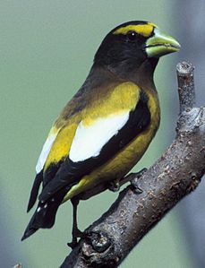 Coccothraustes