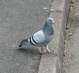 Columba livia