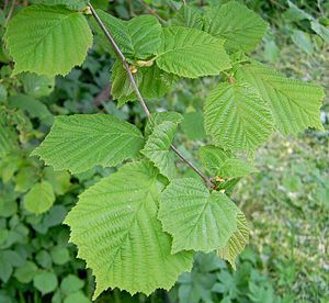 Corylus avellana