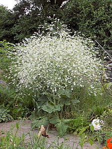 Crambe