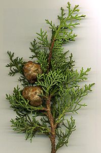 Cupressus