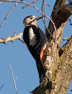 Dendrocopos syriacus