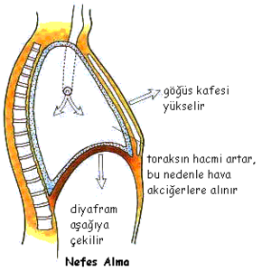 Diyafram (kas)