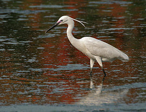 Egretta garzetta