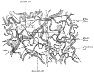 Elastik Fibril