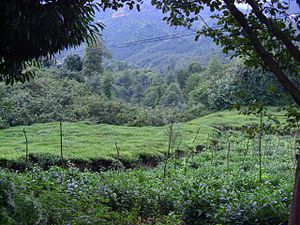 Espiye, Giresun