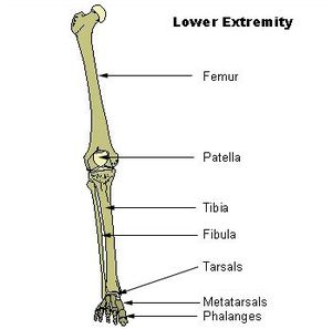 Fibula