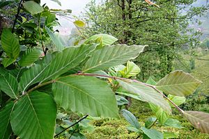 Fagus orientalis