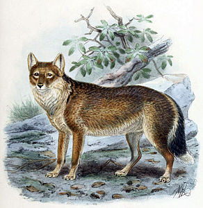 Falkland tilkisi