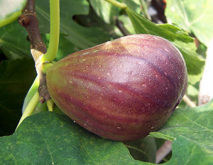 Ficus carica