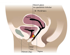 G-noktası