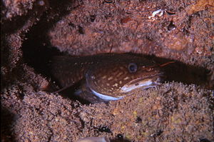 Gaidropsanis mediterraneus