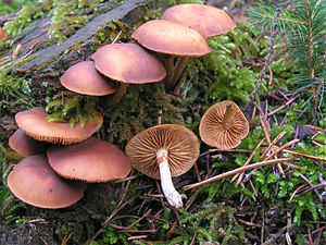 Galerina autumnalis