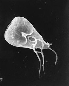 Giardia lamblia